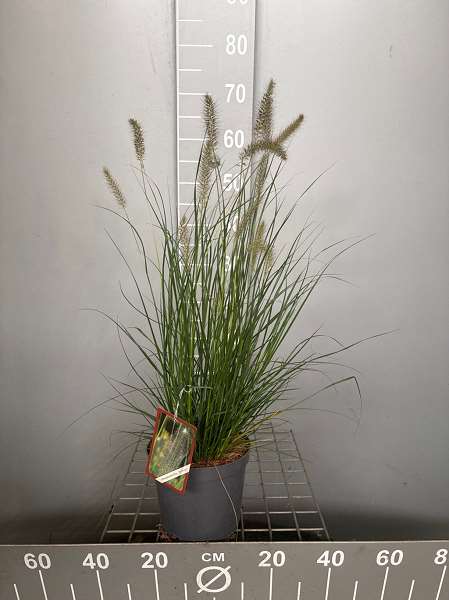 Picture of PENNISETUM ALOPECUROIDES HAMELN