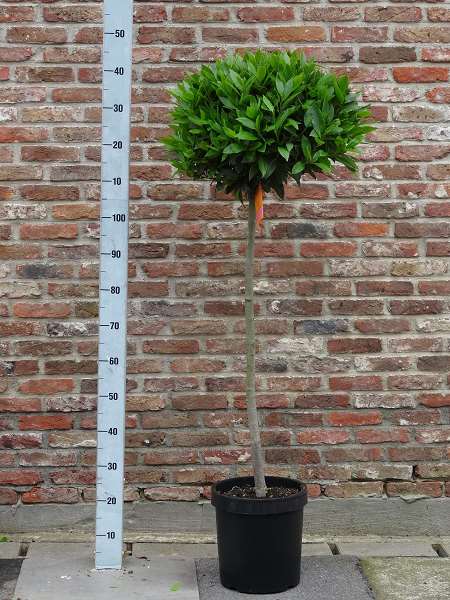 Picture of Laurus nobilis 3/4 stem 45/50cm head