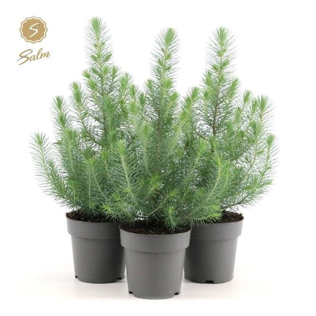 Picture of Pinus pinea silver crest