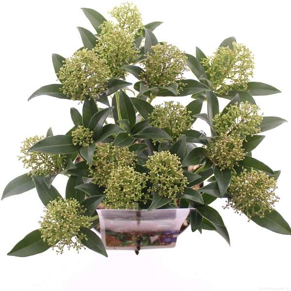 Picture of Skimmia japonica marlot 15  fl