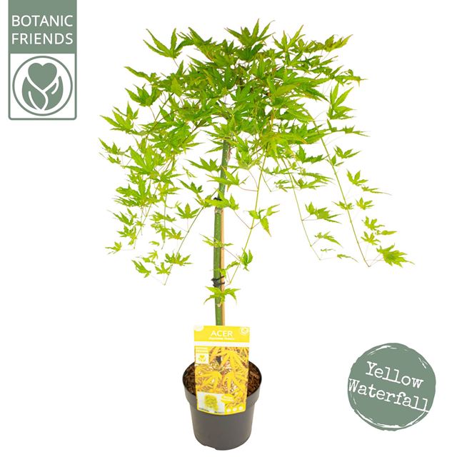 Picture of ACER PALMATUM CASCADE CITRINE