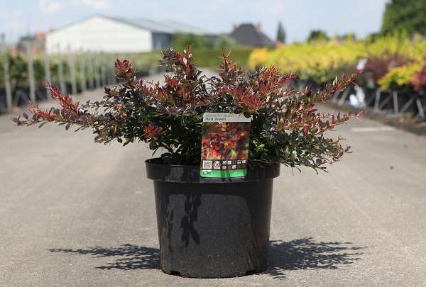 Picture of Berberis media red jewel