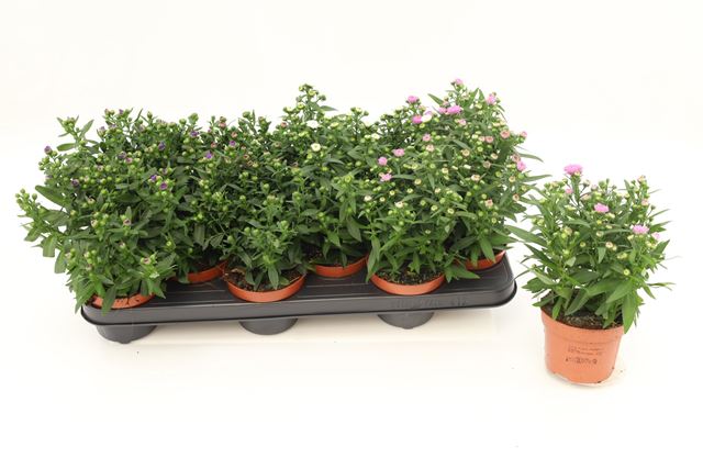 Picture of ASTER STARLETTA MIX 