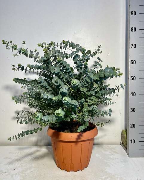 Picture of EUCALYPTUS CINEREA SILVER DOLLAR TOUFFE 30CM