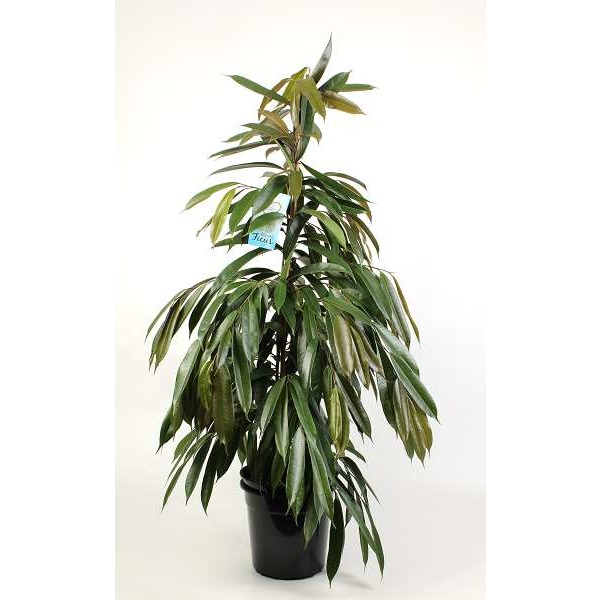 Picture of FICUS BINNENDIJKII AMSTEL KING