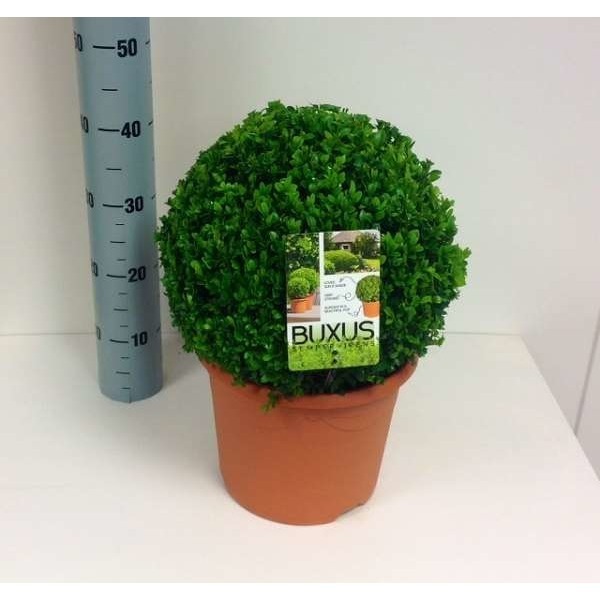 Picture of BUXUS SEMPERVIRENS BALL 025/28CM