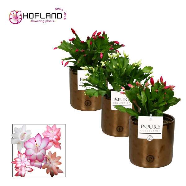 Picture of Schlumbergera ceramic