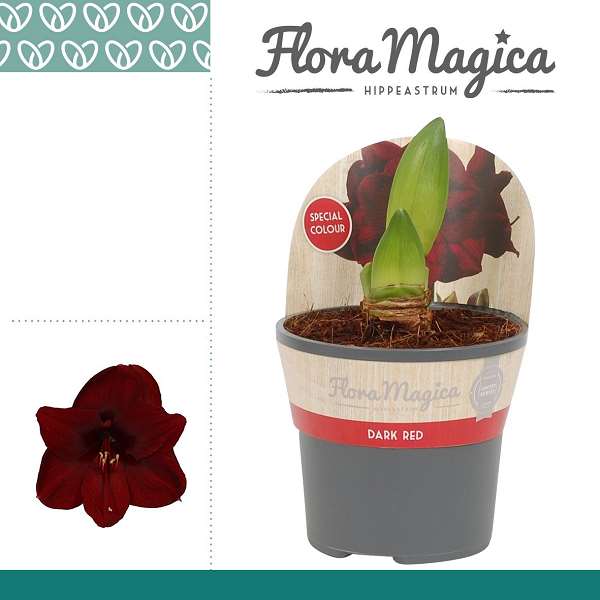 Picture of HIPPEASTRUM 02-FL SPECIAL DARK RED