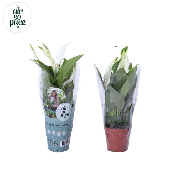 Picture of SPATHIPHYLLUM CUPIDO