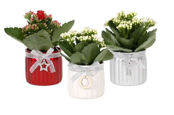 Picture of KALANCHOE RED/WHITE IN CERAMIC