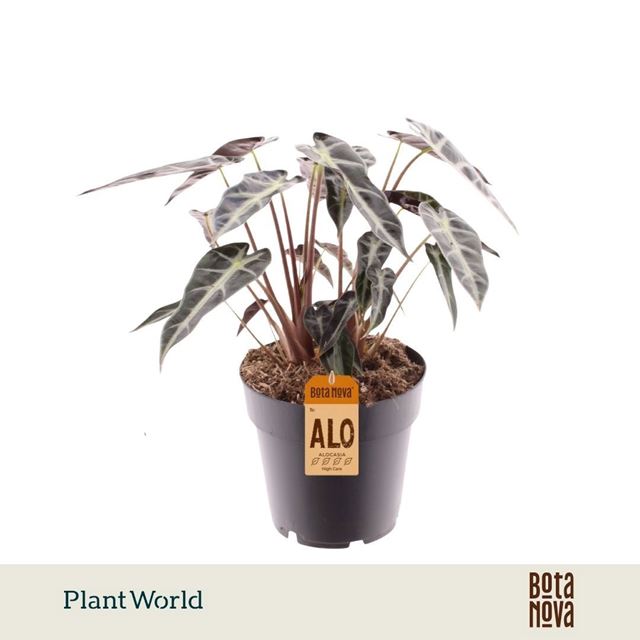 Picture of Alocasia bambino arrow