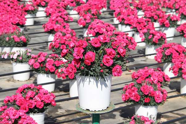 Picture of DIANTHUS EARLY LOVE P13CM C1L