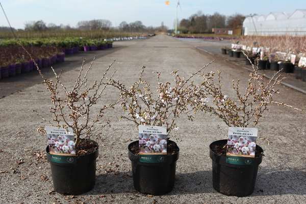 Picture of Prunus incisa kojou-no-mai