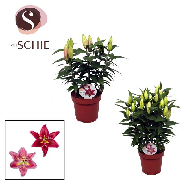 Picture of Lilium oriental compact