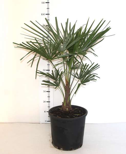 Picture of TRACHYCARPUS FORTUNEI 28CM