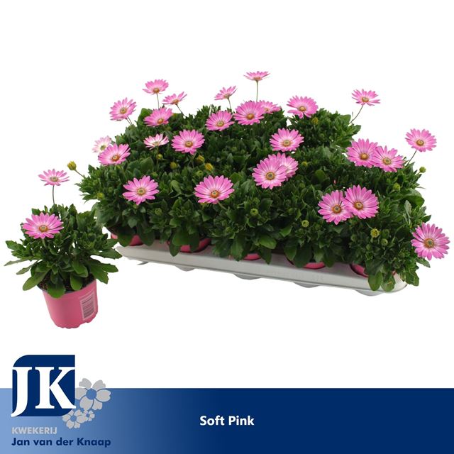 Picture of OSTEOSPERNUM SOFT PINK 
