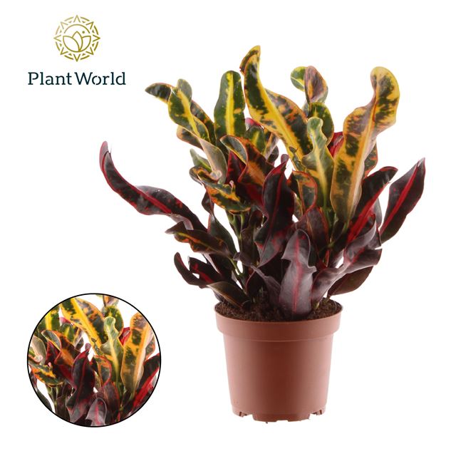 Picture of Codiaeum mammi