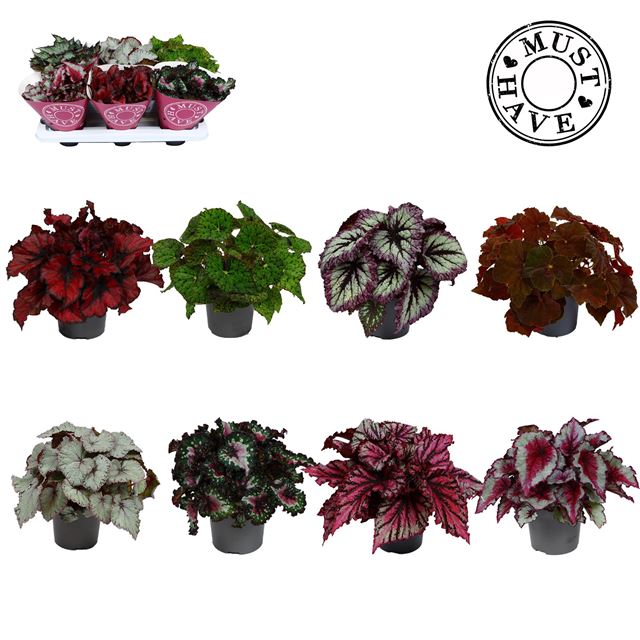 Picture of Begonia rex beleaf mix