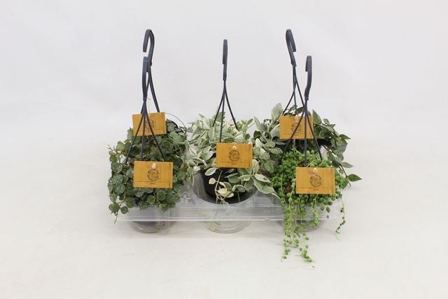 Picture of FOLIAGE MIX IN HANGING BASKET