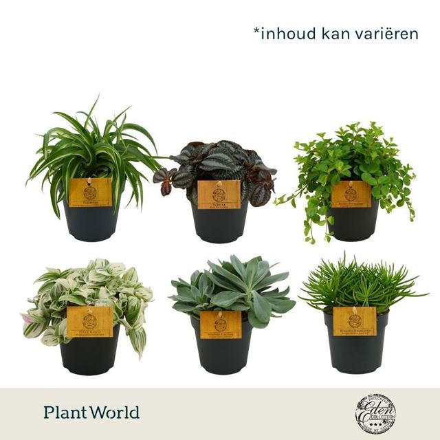 Picture of Foliage mix in tray