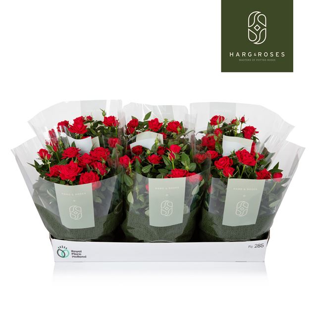 Picture of Rose KORDANA RED IN BOWL