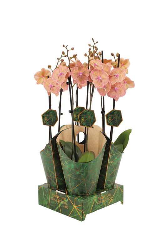 Picture of PHALAENOPSIS 02-STEM VERY MAPLE + COVER