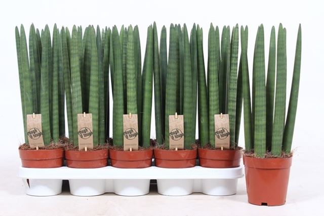 Picture of SANSEVERIA CYLINDRICA STRAIGHT