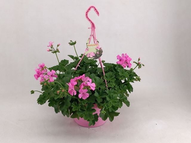 Picture of Pelargonium marcada pink hanging basket