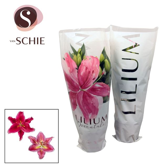 Picture of Lilium orientalis 03pp pink