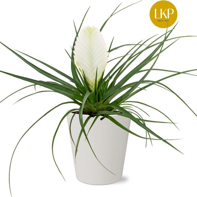 Picture of TILLANDSIA BIANCINI IN CERAMIC