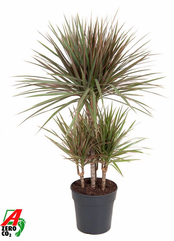 Picture of DRACAENA MARGINATA BICOLOR CARROUSEL 045CM