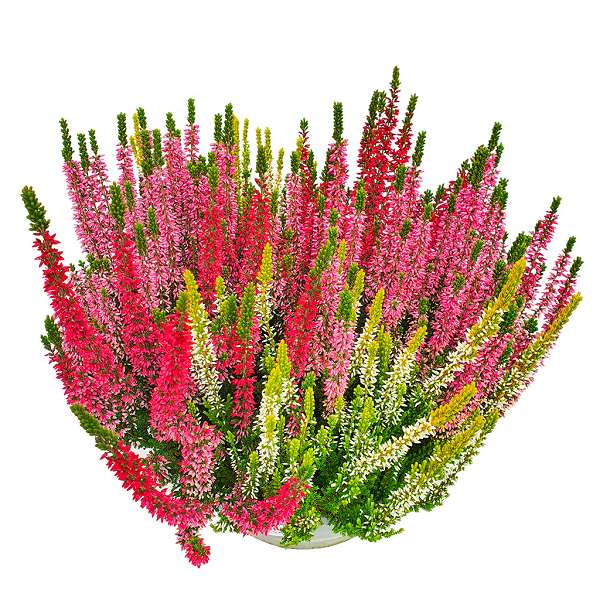 Picture of CALLUNA BEAUTY LADIES TRIO BOWL