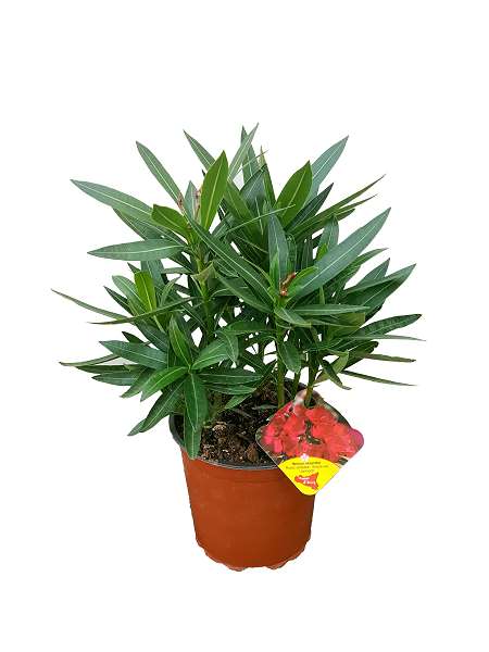 Picture of NERIUM OLEANDER 15CM