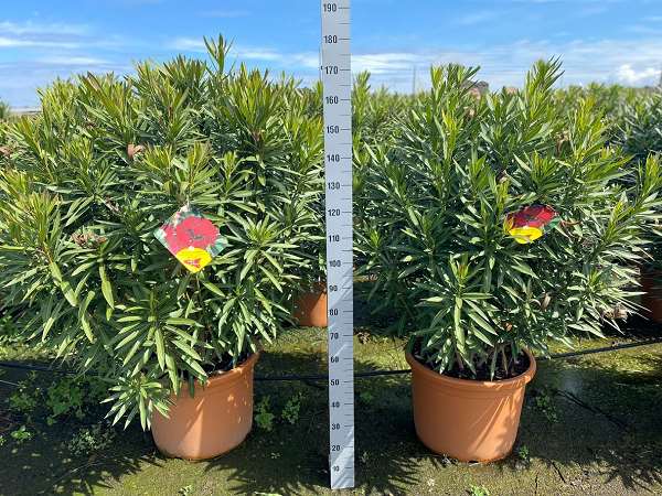 Picture of NERIUM OLEANDER 60CM POT DECO