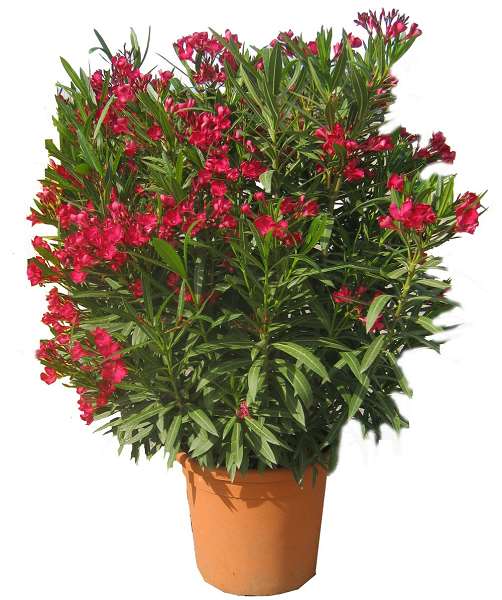 Picture of NERIUM OLEANDER 33CM POT DECO