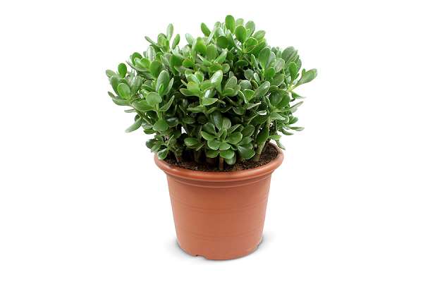 Picture of CRASSULA OVATA