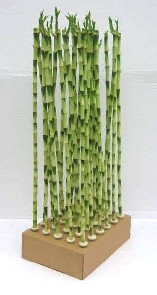 Picture of LUCKY BAMB RECHT 80CM
