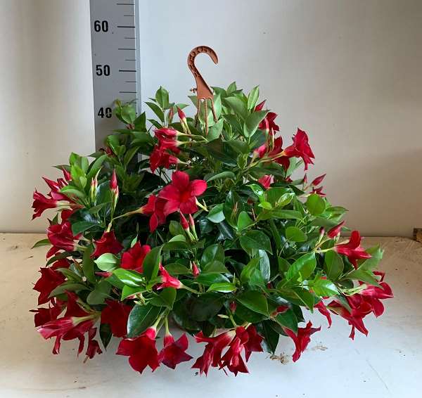 Picture of DIPLADENIA SUSPENSION 25CM