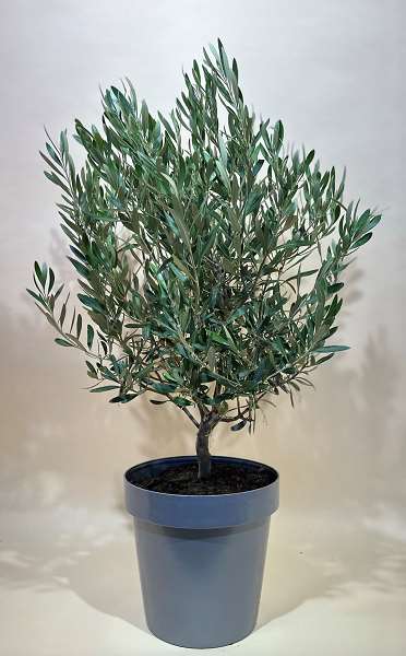 Picture of OLEA EUROPAEA TOUFFE 25CM POT VERT