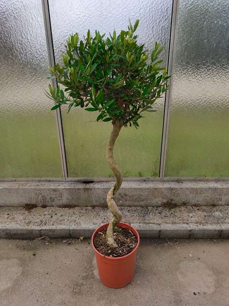 Picture of OLEA EUROPAEA SPIRAL