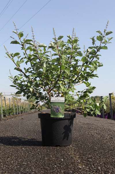 Picture of VITEX MAGICAL® CHICAGOLAND BLUES