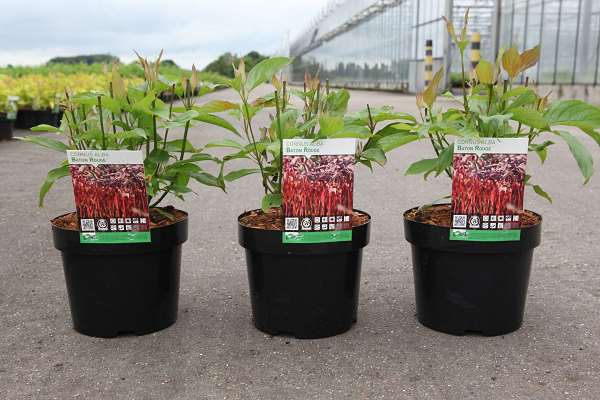 Picture of CORNUS ALBA BATON ROUGE