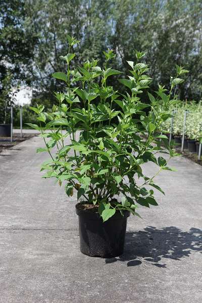 Picture of CORNUS SERICEA BUDD'S YELLOW