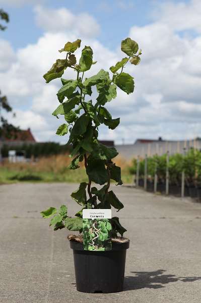 Picture of Corylus avellana contorta