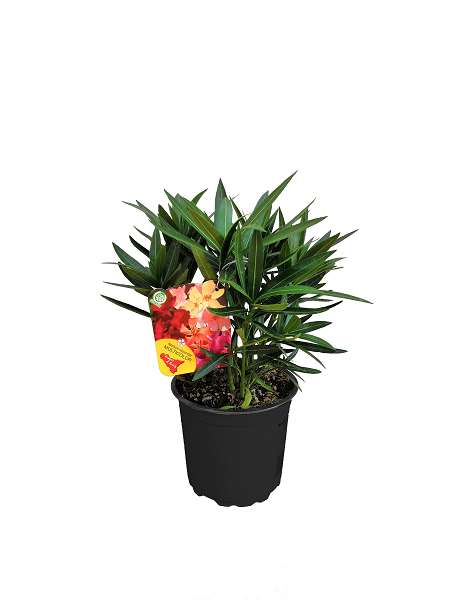 Picture of NERIUM OLEANDER CARNAVAL 15CM