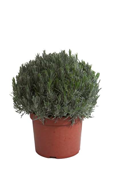 Picture of LAVANDULA ANGUSTIFOLIA C5L