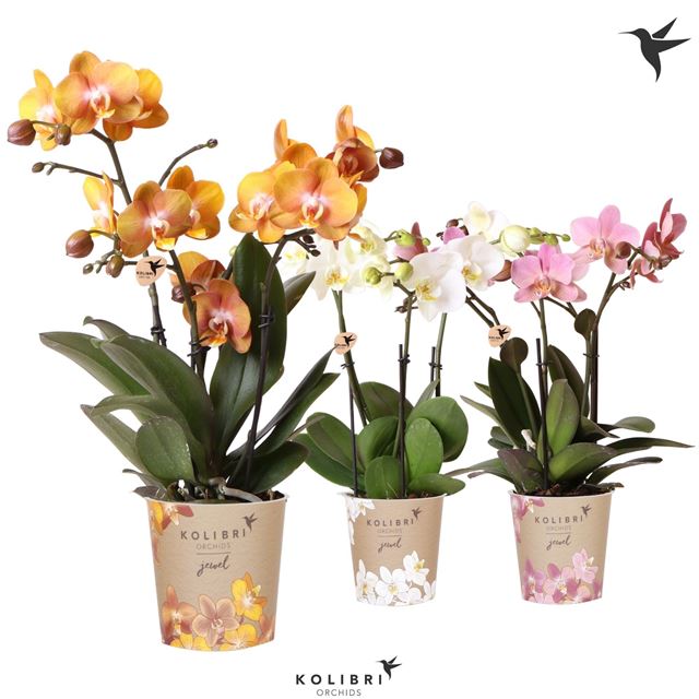 Picture of Phalaenopsis 03-stem jewel mix