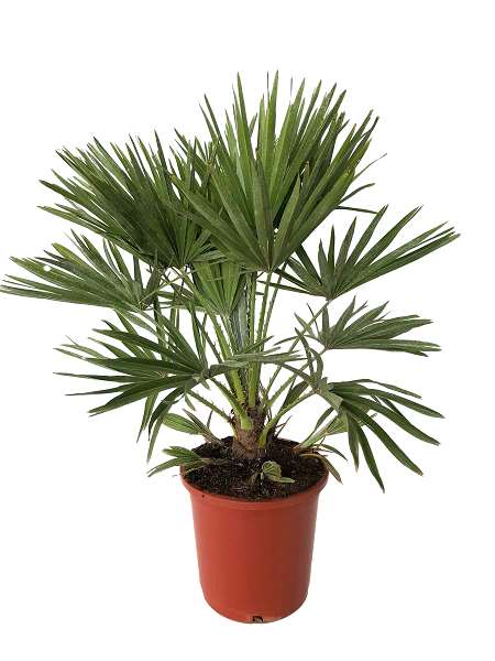 Picture of CHAMAEROPS HUMILIS C10L