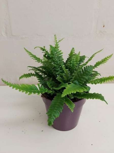 Picture of Blechnum spicant