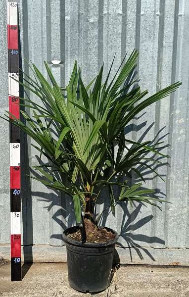 Picture of TRACHYCARPUS FORTUNEI 24CM